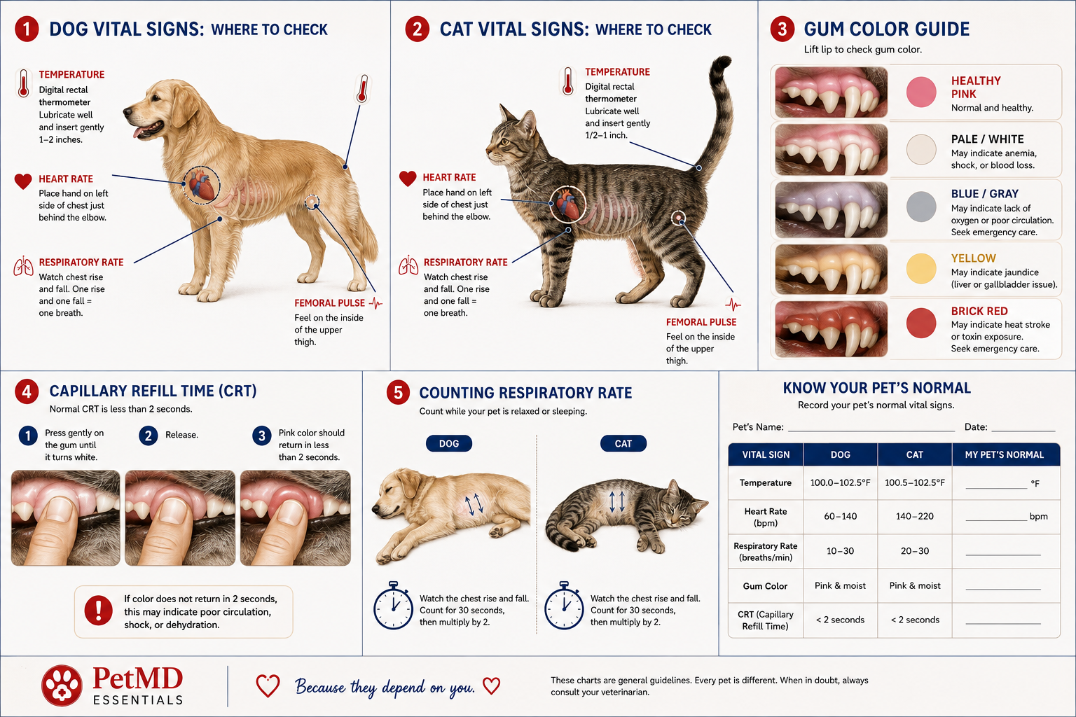 Know How to Check Your Pet's Vital Signs